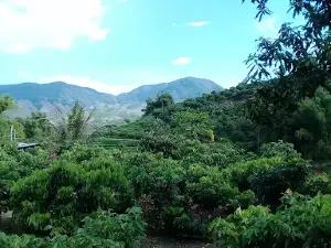 Most trees Muong Hung History