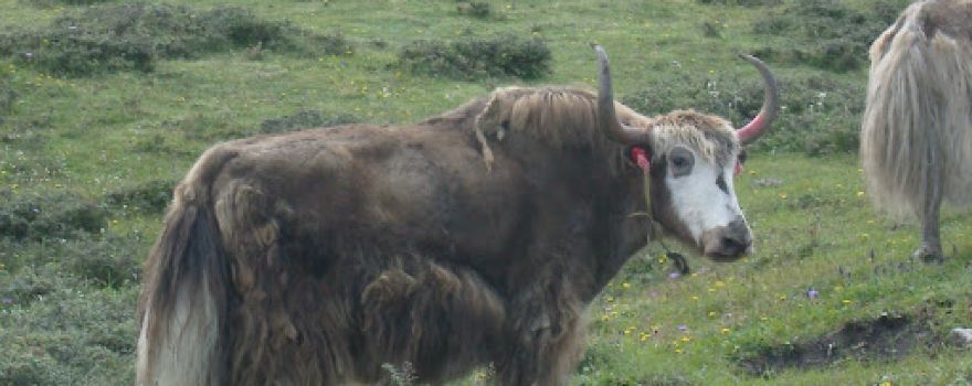 Yak Kharka