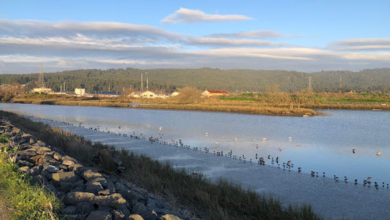 Arcata Marsh