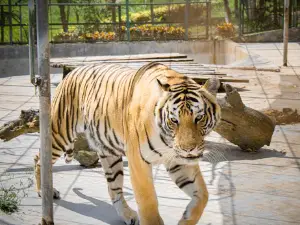 Joya Grande Zoo
