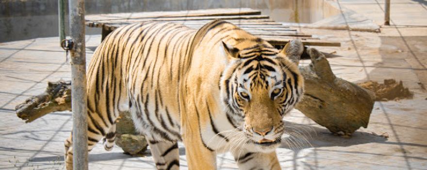 Joya Grande Zoo