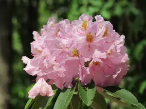 Cīravas rododendru dārzs