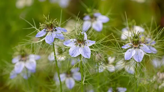 Familiengarten Unterried