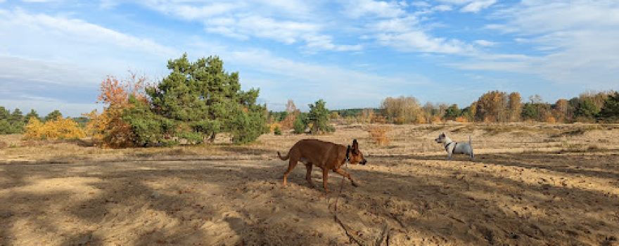 Schönower Heide