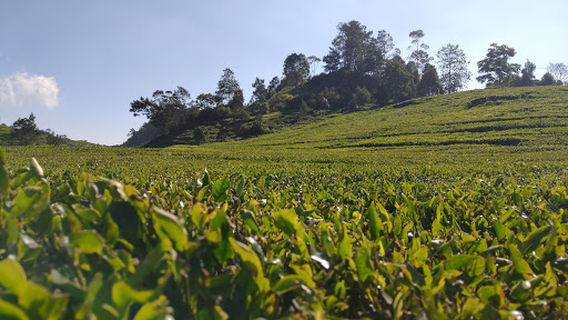 Rancabali