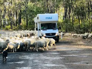 Big Valley Campsite