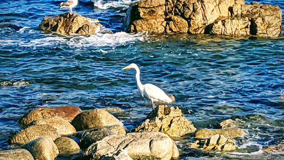 Spanish Bay Vista Point