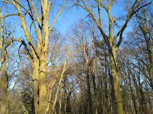 Pasewalker Kirchenforst