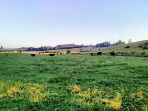 Вилли Кейлс Грейв