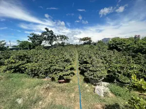 Làng Mai Háo Đức