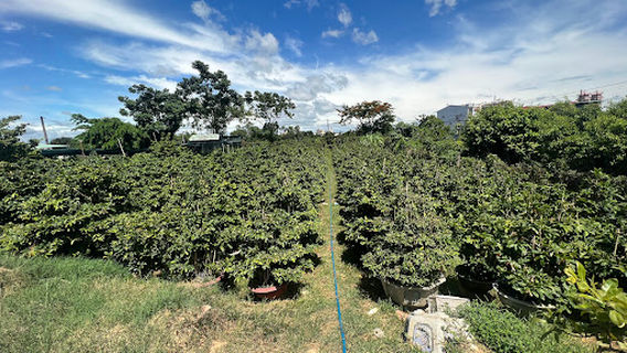 An Nhơn