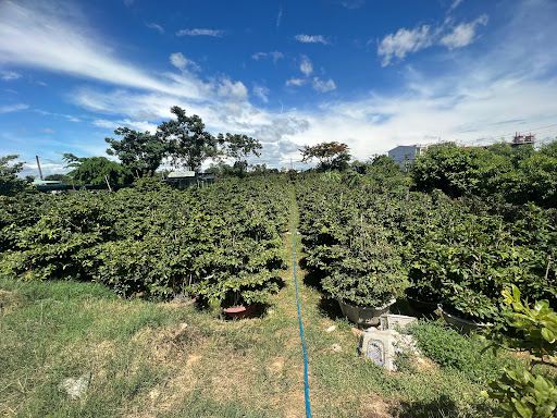Làng Mai Háo Đức