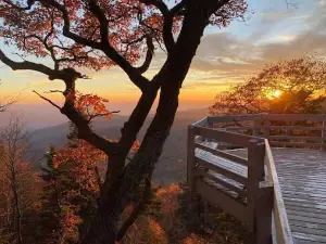 Roy Taylor Forest Overlook