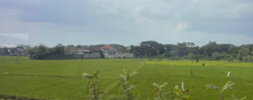 sawahku