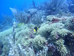 Sosua Diving Center