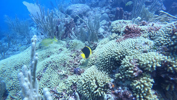 Sosua Diving Center