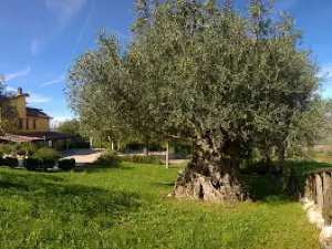 Locanda Radici di Angelo D'Amico