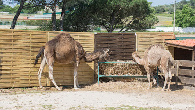 Cantinho dos Póneis - Sintra ( Só por reservas online )