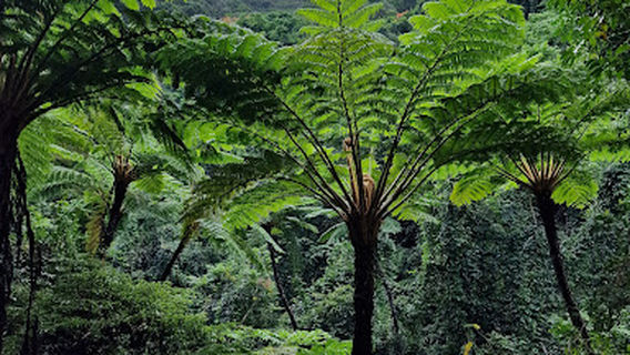 Native Forest for Modama