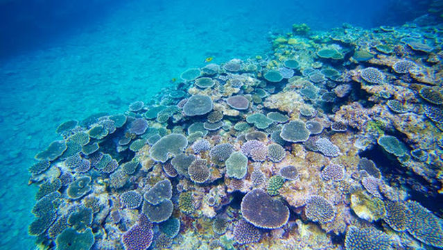 石垣島エコツアーりんぱな