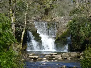 Penllergare Valley Woods
