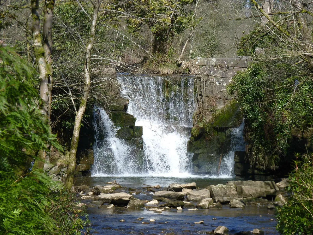 Penllergare Valley Woods