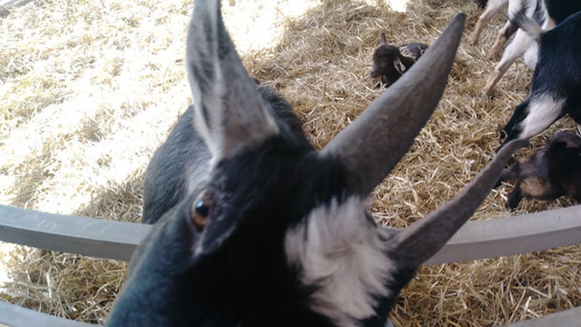 Арканзас Стейт Фэр