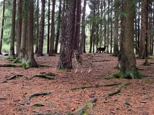 Wildgehege Hufeisen