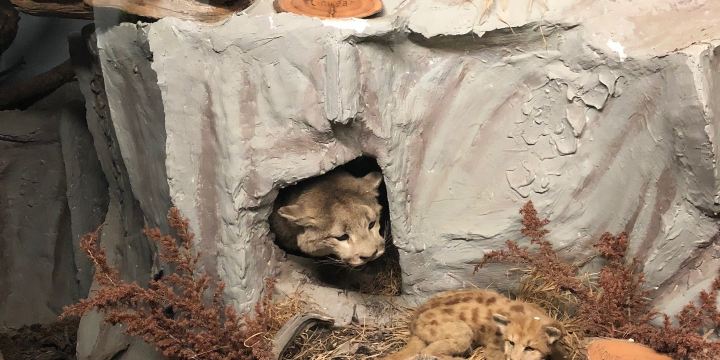 The Den - Jasper's Wildlife Museum