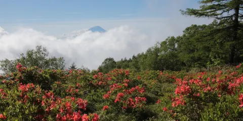 甘利山