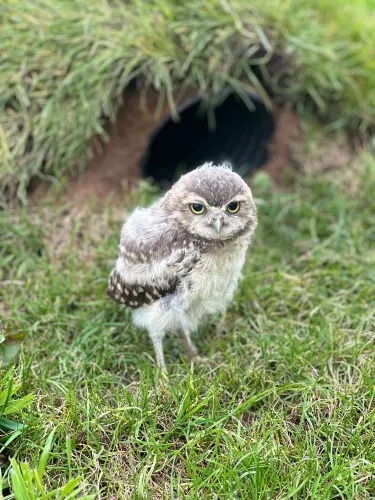 Battlefield Falconry Centre