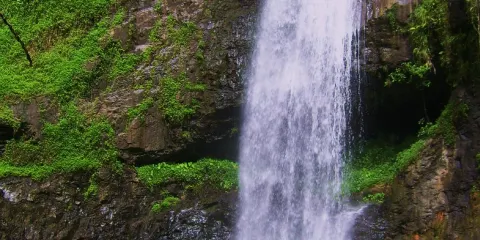 Tahiti Safari Expedition