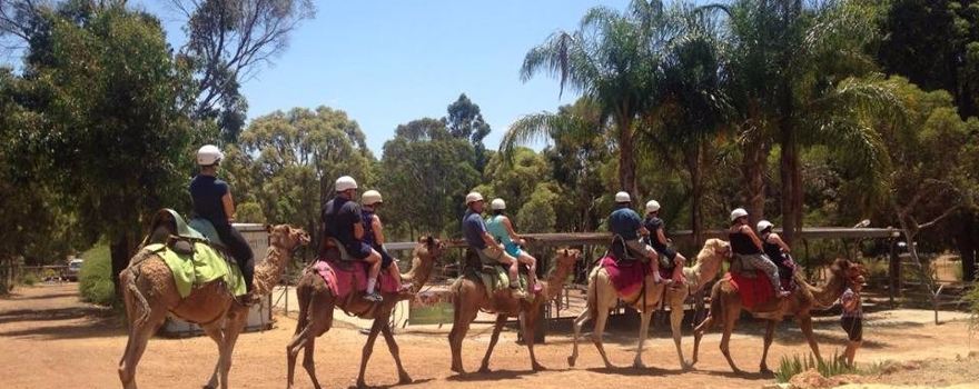 Calamunnda  Camel Farm