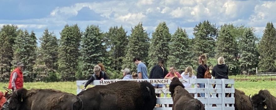 Hawkeye Buffalo & Cattle Ranch