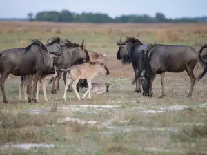Liuwa Plain National Park