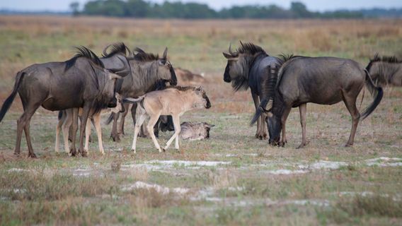 Liuwa Plain National Park