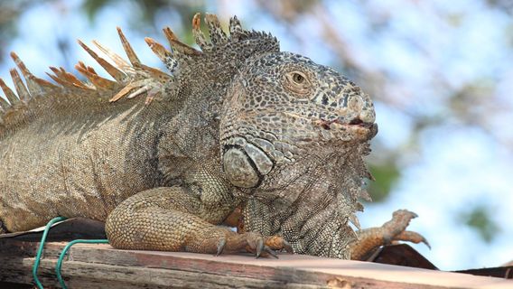 Iguanario Archundia