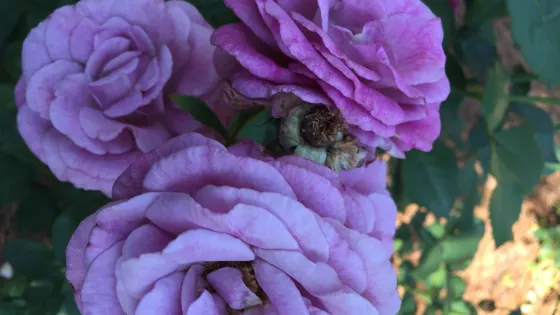 McGill Rose Garden