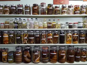 Ayr Nature Display