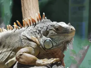 Reptiles Zoo Forchtenstein