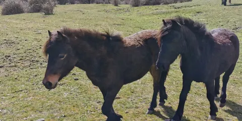 Embalse de la Jarosa