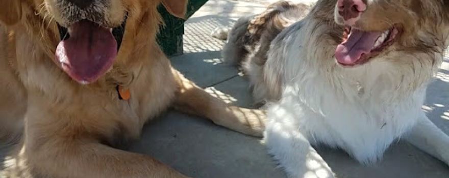 Charleston Dog Park