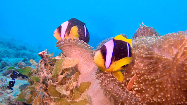 Kibwana Divers Zanzibar
