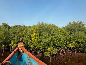 KonkanSparsh Tourism4in1- Mangrove Safari