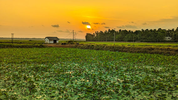 Pullu padam