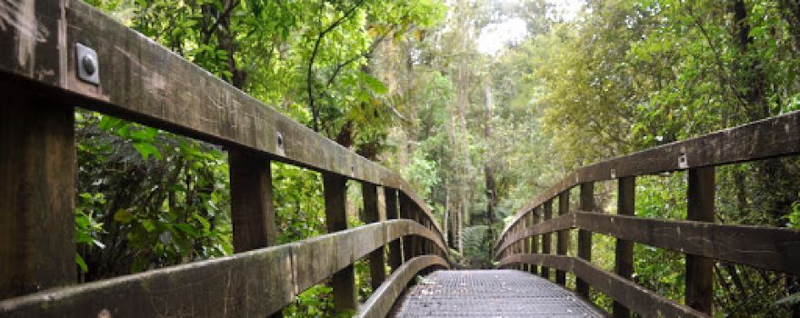 Kaniwhaniwha Reserve