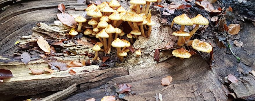 Neuenburger Urwald