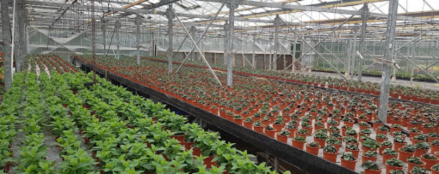 Woodend Nursery