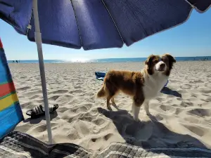 Hundestrand Grömitz