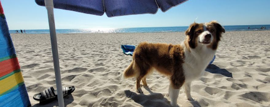 Hundestrand Grömitz